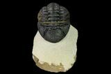 Detailed Morocops Trilobite - Foum Zguid, Morocco #165889-1